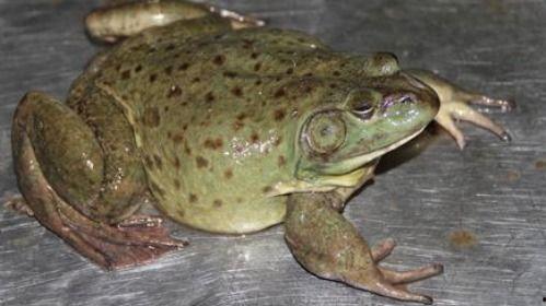 吃蛙瓜,一场味蕾的奇幻之旅