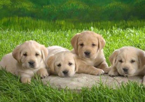 小狗吃土瓜,小狗的土瓜美食之旅