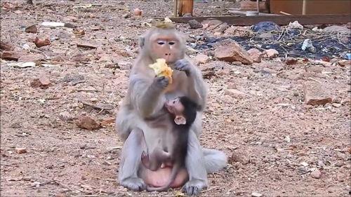猴子吃瓜塞满嘴,趣味横生