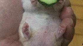 吃瓜王老王,揭秘娱乐圈幕后故事