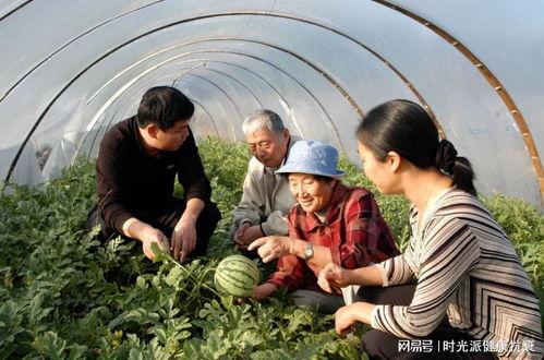 衡山二中吃瓜,揭秘校园里的“瓜田”风云
