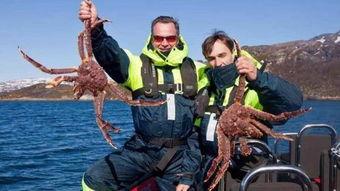 记者爆料帝王蟹视频,海洋珍馐的奢华诱惑