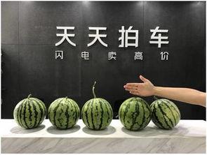 成都mc字母圈吃瓜,揭秘网络吃瓜背后的故事与真相