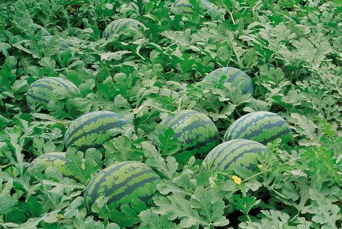 伊宁西花坛吃瓜,夏日吃瓜盛宴，畅享清凉时光