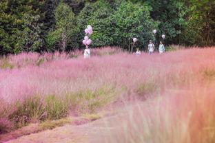 北京怀柔粉黛网红打卡地,北京网红打卡地的浪漫邂逅
