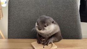 dc吃自己的瓜,瓜田里的自我揭秘之旅