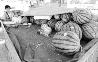 王大姐吃瓜,王大姐的瓜田奇遇记